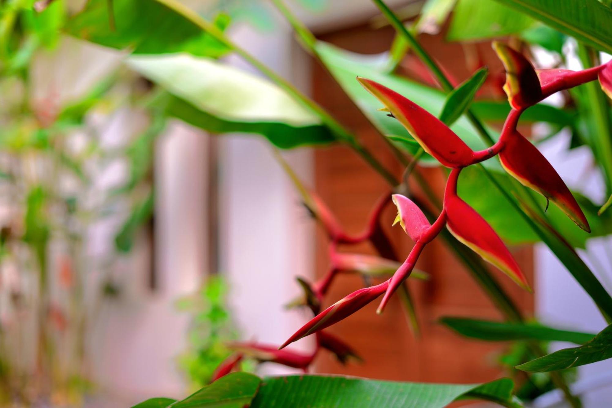 Orchid Lodge Samui - Bed & Breakfast 라마이비치 외부 사진