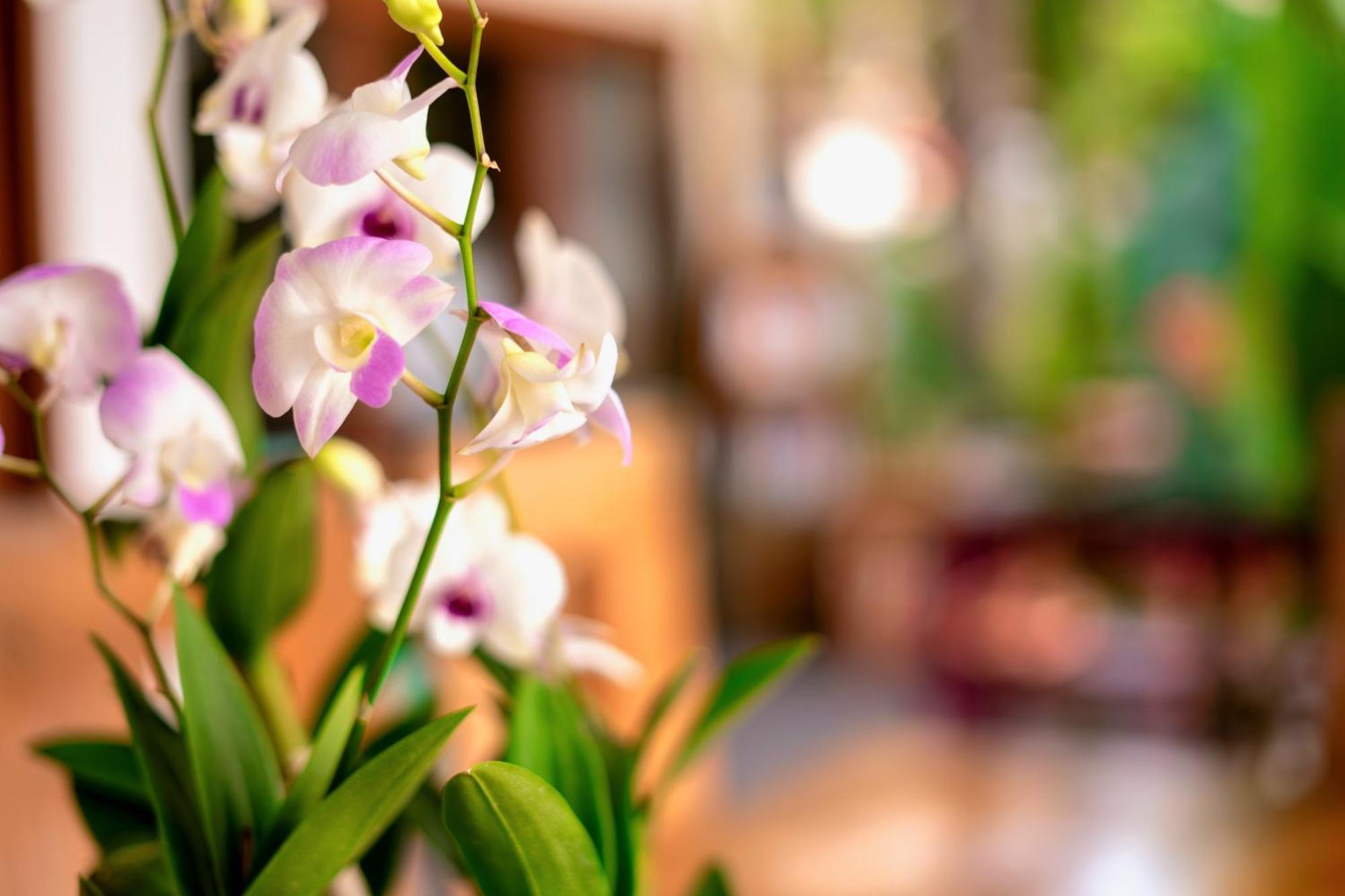 Orchid Lodge Samui - Bed & Breakfast 라마이비치 외부 사진